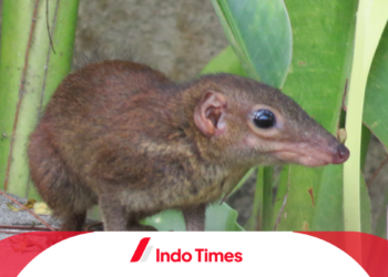 8 Cara Mengusir Curut dengan Bahan Alami dan Efektif