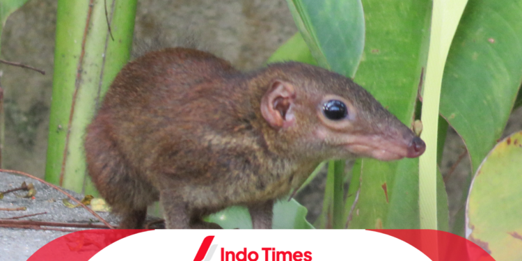 8 Cara Mengusir Curut dengan Bahan Alami dan Efektif 1 8 Cara Mengusir Curut dengan Bahan Alami dan Efektif