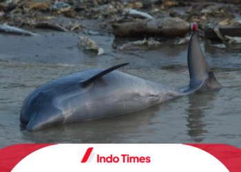 Peningkatan Suhu Global Akibatkan Kematian Massal Lumba-Lumba di Amazon, Gambaran Kiamat?
