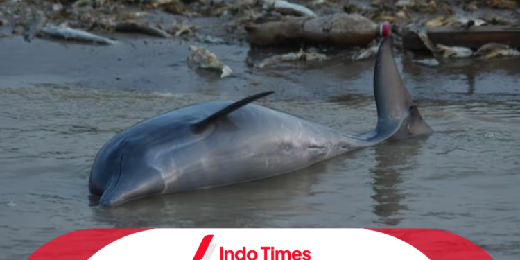 Peningkatan Suhu Global Akibatkan Kematian Massal Lumba-Lumba di Amazon, Gambaran Kiamat? 1 Peningkatan Suhu Global Akibatkan Kematian Massal Lumba-Lumba di Amazon, Gambaran Kiamat?