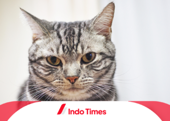 Kucing American Shorthair: Sejarah, Ciri Khas, dan Sifatnya yang Menarik