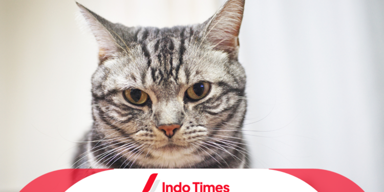 Kucing American Shorthair: Sejarah, Ciri Khas, dan Sifatnya yang Menarik 1 Kucing American Shorthair: Sejarah, Ciri Khas, dan Sifatnya yang Menarik