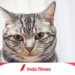 Kucing American Shorthair: Sejarah, Ciri Khas, dan Sifatnya yang Menarik 3 Kucing American Shorthair: Sejarah, Ciri Khas, dan Sifatnya yang Menarik