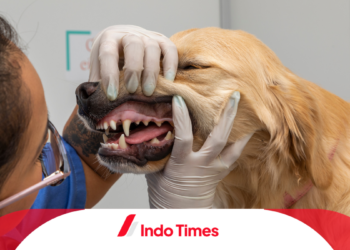 Masyarakat Merasa Dirugikan, Dokter Hewan Gadungan Berpraktik 8 Tahun Dilaporkan