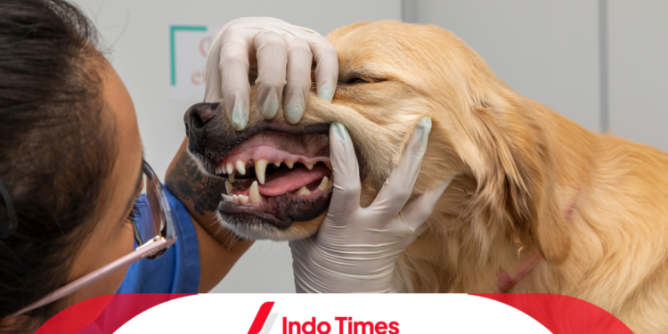 Masyarakat Merasa Dirugikan, Dokter Hewan Gadungan Berpraktik 8 Tahun Dilaporkan 1 Masyarakat Merasa Dirugikan, Dokter Hewan Gadungan Berpraktik 8 Tahun Dilaporkan