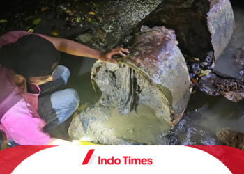 Masih Misteri! Ditemukan Kerangka Manusia Dicor dalam Drum di Sungai Aceh