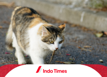 Lebih dari 50 Kucing Ditemukan Mati di Abu Dhabi Tanpa Kejelasan, Ada Pembunuhan Massal?
