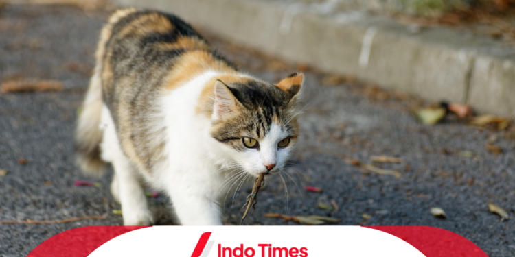 Lebih dari 50 Kucing Ditemukan Mati di Abu Dhabi Tanpa Kejelasan, Ada Pembunuhan Massal? 1 Lebih dari 50 Kucing Ditemukan Mati di Abu Dhabi Tanpa Kejelasan, Ada Pembunuhan Massal?