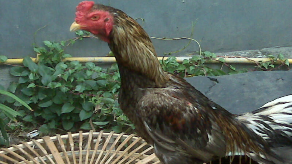 Perawatan Ayam Birma