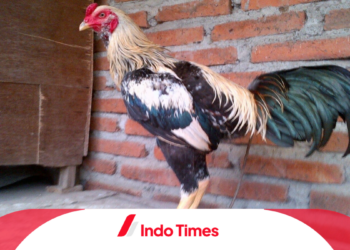 Ayam Birma: Keindahan dan Keunggulan Ras