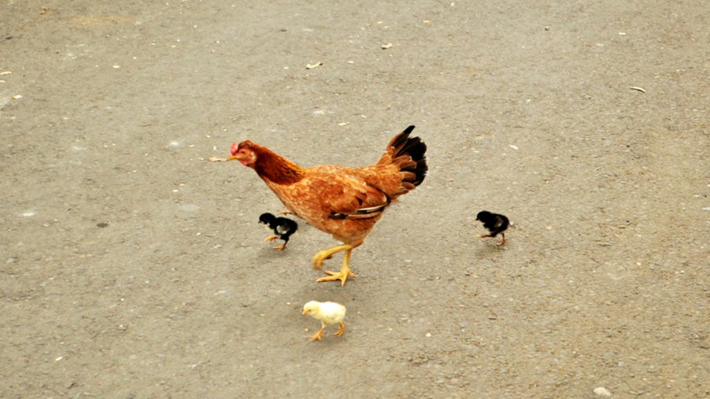 Peternakan Ayam Kampung