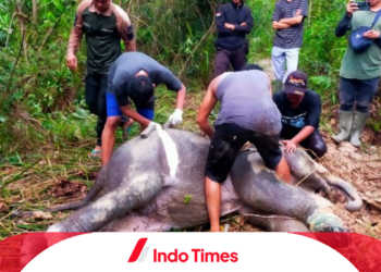 Anak Gajah di Riau Mati Mengenaskan Akibat Infeksi Kaki Akibat Terlilit Tali Nilon