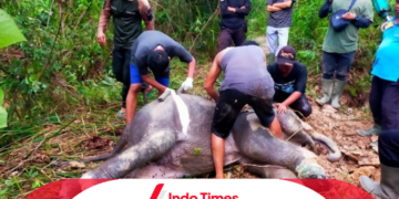 Anak Gajah di Riau Mati Mengenaskan Akibat Infeksi Kaki Akibat Terlilit Tali Nilon