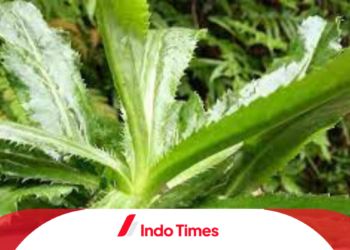 Daun Walang Sangit untuk Mancing