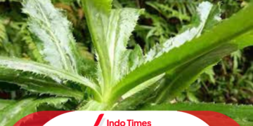 Daun Walang Sangit untuk Mancing