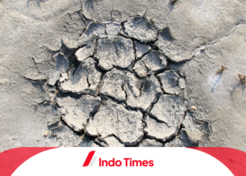 400 Hektar Sawah Gagal Panen di Pandeglang Akibat Kemarau Panjang