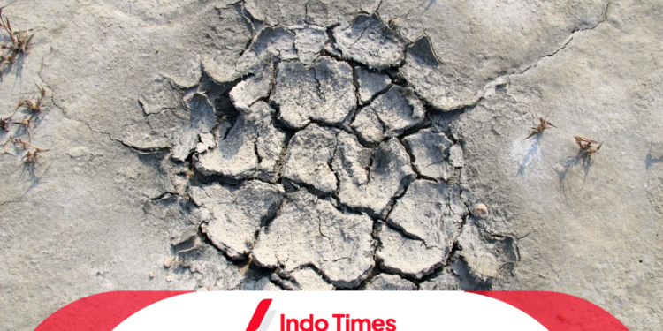 400 Hektar Sawah Gagal Panen di Pandeglang Akibat Kemarau Panjang