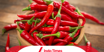 Harga Cabai Melonjak Tiga Kali Lipat Akibat Gagal Panen. Jokowi: Kenaikan Masih Dalam Batas Wajar