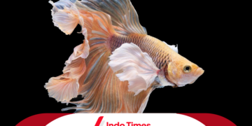 Ikan Cupang Avatar Gold