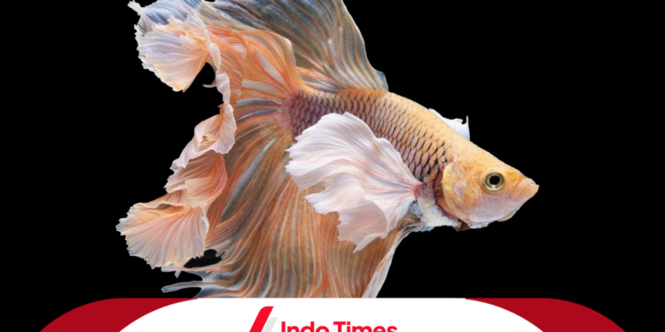 Ikan Cupang Avatar Gold: Keindahan dan Keunikan yang Memukau 1 Ikan Cupang Avatar Gold