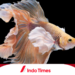 Ikan Cupang Avatar Gold: Keindahan dan Keunikan yang Memukau 5 Ikan Cupang Avatar Gold