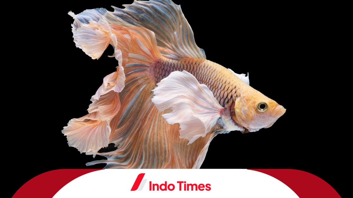 Ikan Cupang Avatar Gold Keindahan Dan Keunikan Yang Memukau