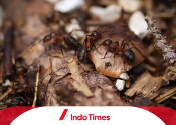 10 Cara Menghilangkan Sarang Semut, Pencegahan dan Mengetahui Daerah Rentan Menjadi Sarang Semut