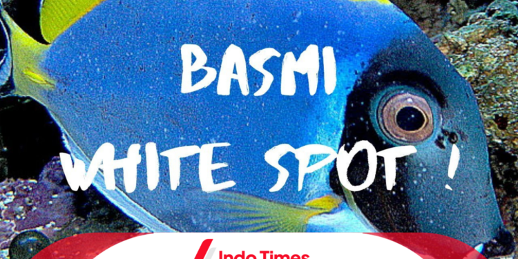 Penyakit Ikan Badut: Mengenali Ancaman dan Ciri-Cirinya 1 Penyakit Ikan Badut