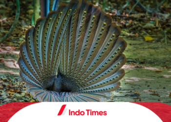Epik! Penyelamatan Burung Kuau Raja yang Hampir Punah