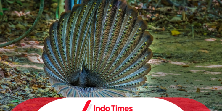 Epik! Penyelamatan Burung Kuau Raja yang Hampir Punah