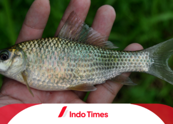 Umpan Ikan Nilem