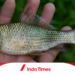 6 Umpan Ikan Nilem Alami dan Racikan Terbaik: Rahasia Sukses Mancing Nilem 5 Umpan Ikan Nilem