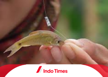 Umpan Ikan Wader di Air Jernih