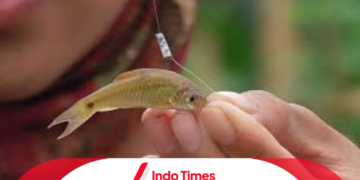 Umpan Ikan Wader di Air Jernih
