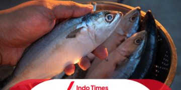 ikan banyar dan ikan gembung
