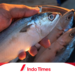 4 Perbedaan Antara Ikan Banyar dan Ikan Kembung  5 ikan banyar dan ikan gembung