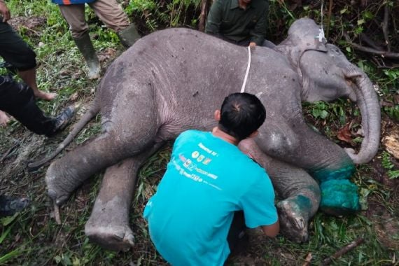 Anak Gajah di Riau Mati Tragis