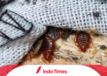Setelah Prancis dan Inggris, Indonesia Waspada Wabah Kutu Busuk. Kenneth: Jaga Pintu Masuk