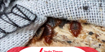 Setelah Prancis dan Inggris, Indonesia Waspada Wabah Kutu Busuk. Kenneth: Jaga Pintu Masuk