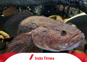 Ikan Gabus Malas Makan: Penyebab, Cara Mengatasi dan Meningkat Nafsu Makan