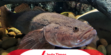 Ikan Gabus Malas Makan: Penyebab, Cara Mengatasi dan Meningkat Nafsu Makan