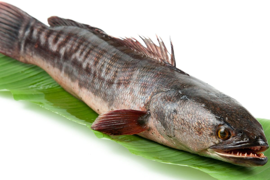 Cara Mengatasi Ikan Gabus Malas Makan