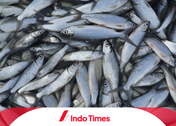 10 Umpan Ikan Bandeng Paling Jitu untuk Meningkatkan Hasil Tangkapan dan Tips Memancingnya di Air Tawar dan Laut