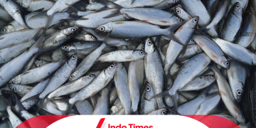 10 Umpan Ikan Bandeng Paling Jitu untuk Meningkatkan Hasil Tangkapan dan Tips Memancingnya di Air Tawar dan Laut