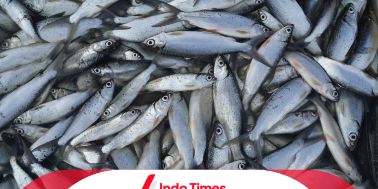 10 Umpan Ikan Bandeng Paling Jitu untuk Meningkatkan Hasil Tangkapan dan Tips Memancingnya di Air Tawar dan Laut