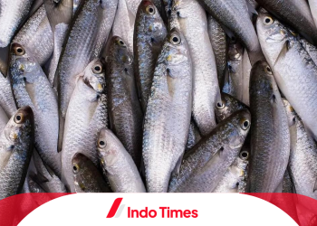 6 Umpan Ikan Belanak Paling Jitu. Dijamin Sering Strike!