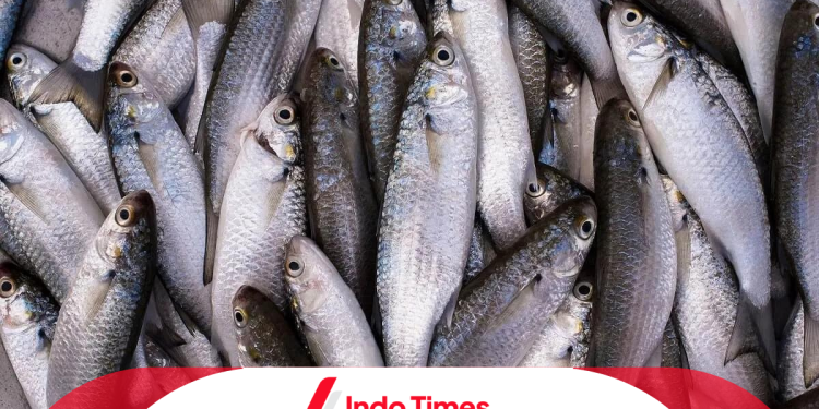 6 Umpan Ikan Belanak Paling Jitu. Dijamin Sering Strike! 1 6 Umpan Ikan Belanak Paling Jitu. Dijamin Sering Strike!