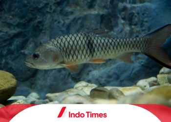 7 Umpan Ikan Hampala Paling Jitu dan Strategi Pemancingan yang Efektif