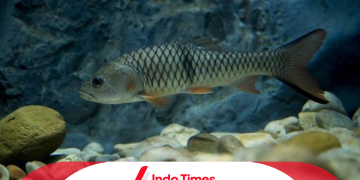 7 Umpan Ikan Hampala Paling Jitu dan Strategi Pemancingan yang Efektif