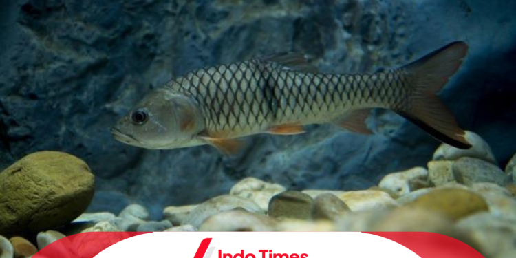 7 Umpan Ikan Hampala Paling Jitu dan Strategi Pemancingan yang Efektif